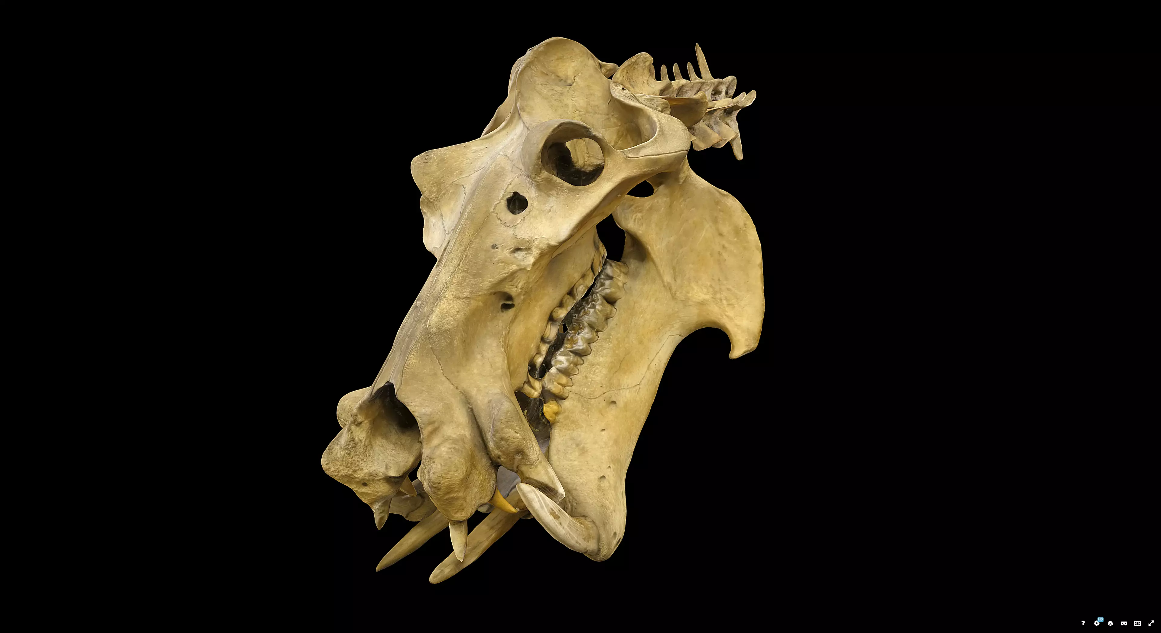 Hippopotamus Skull 3D model_4