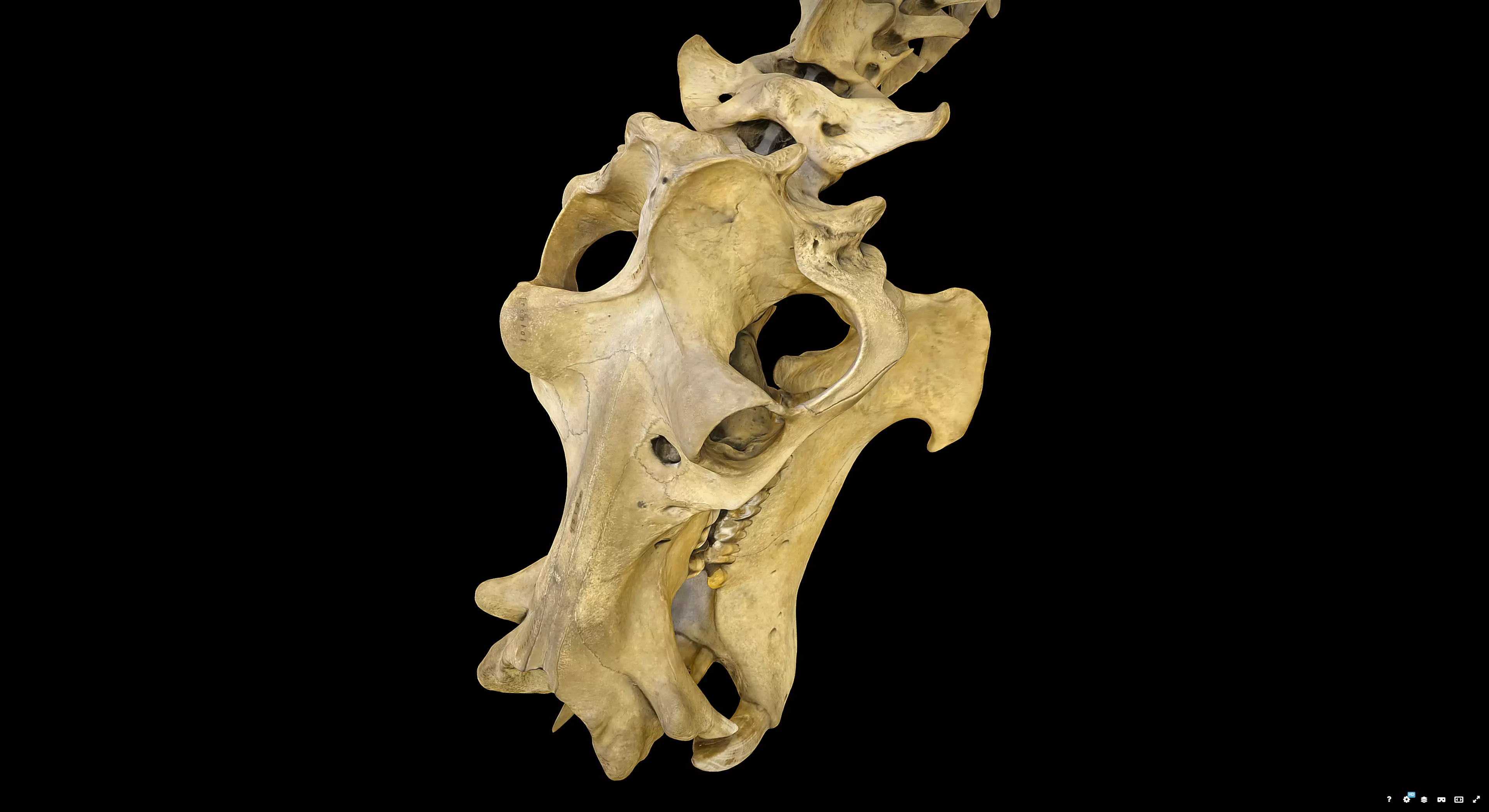 Hippopotamus Skull 3D model_6