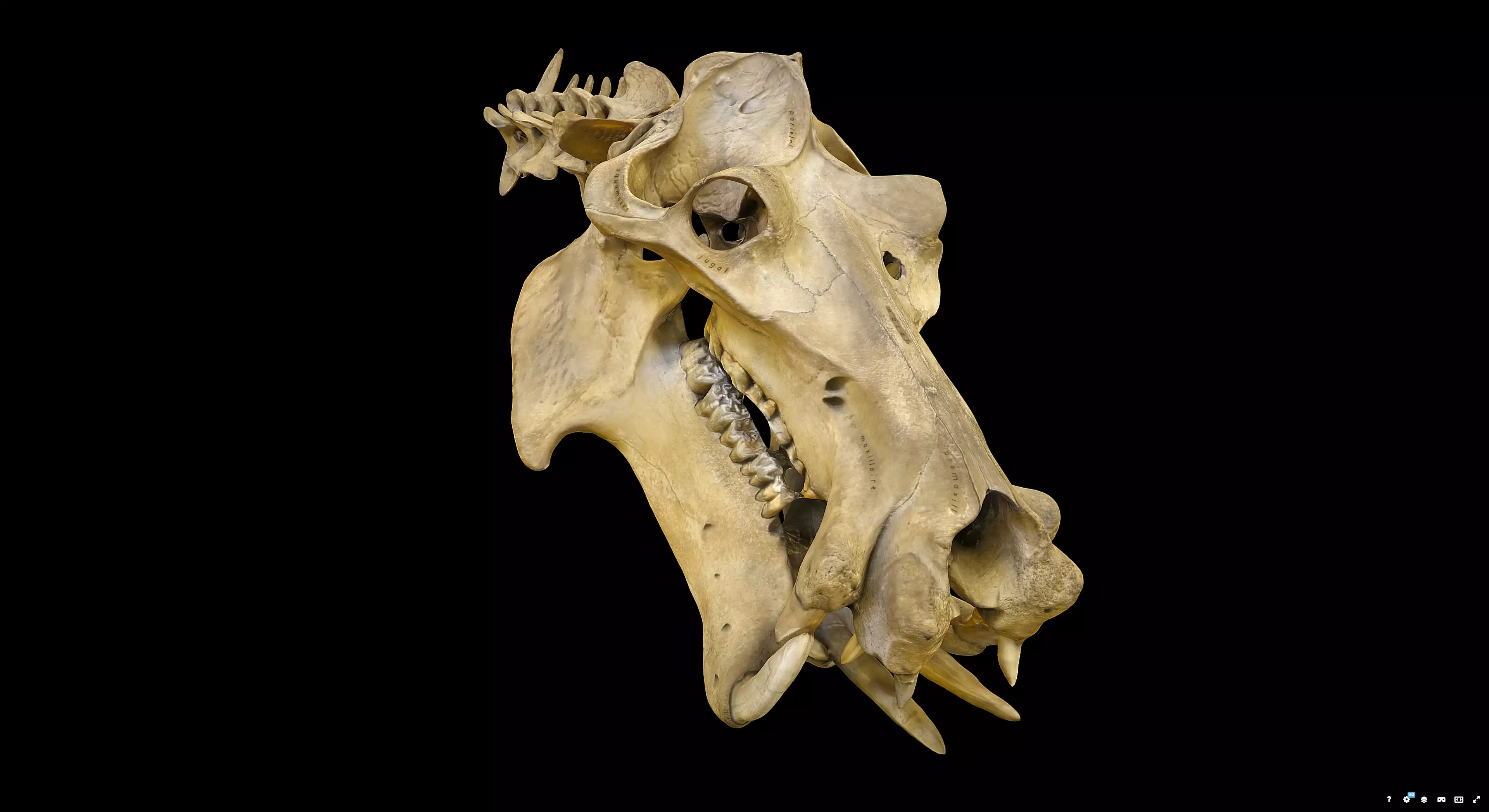 Hippopotamus Skull 3D model_5