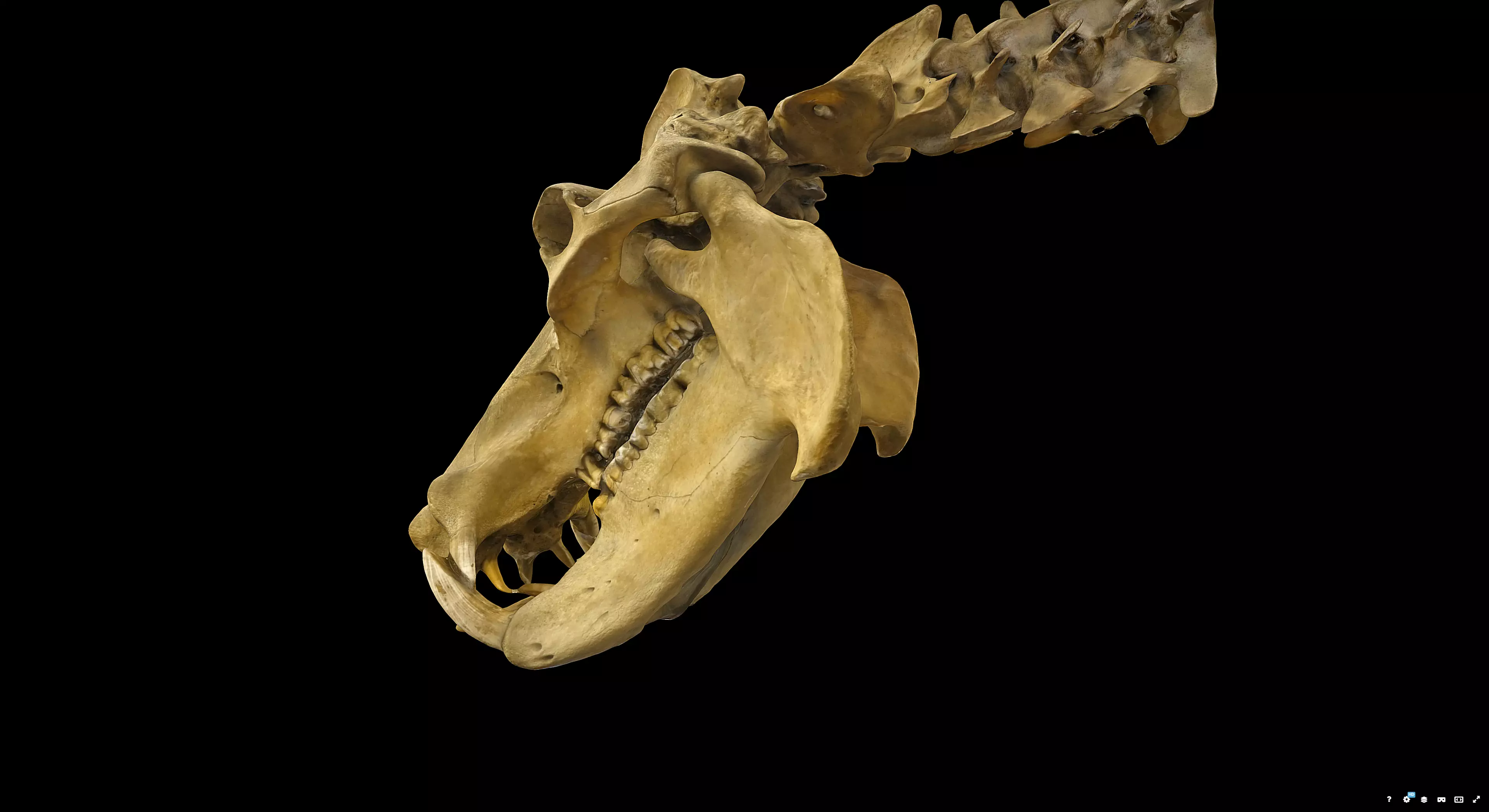 Hippopotamus Skull 3D model_3