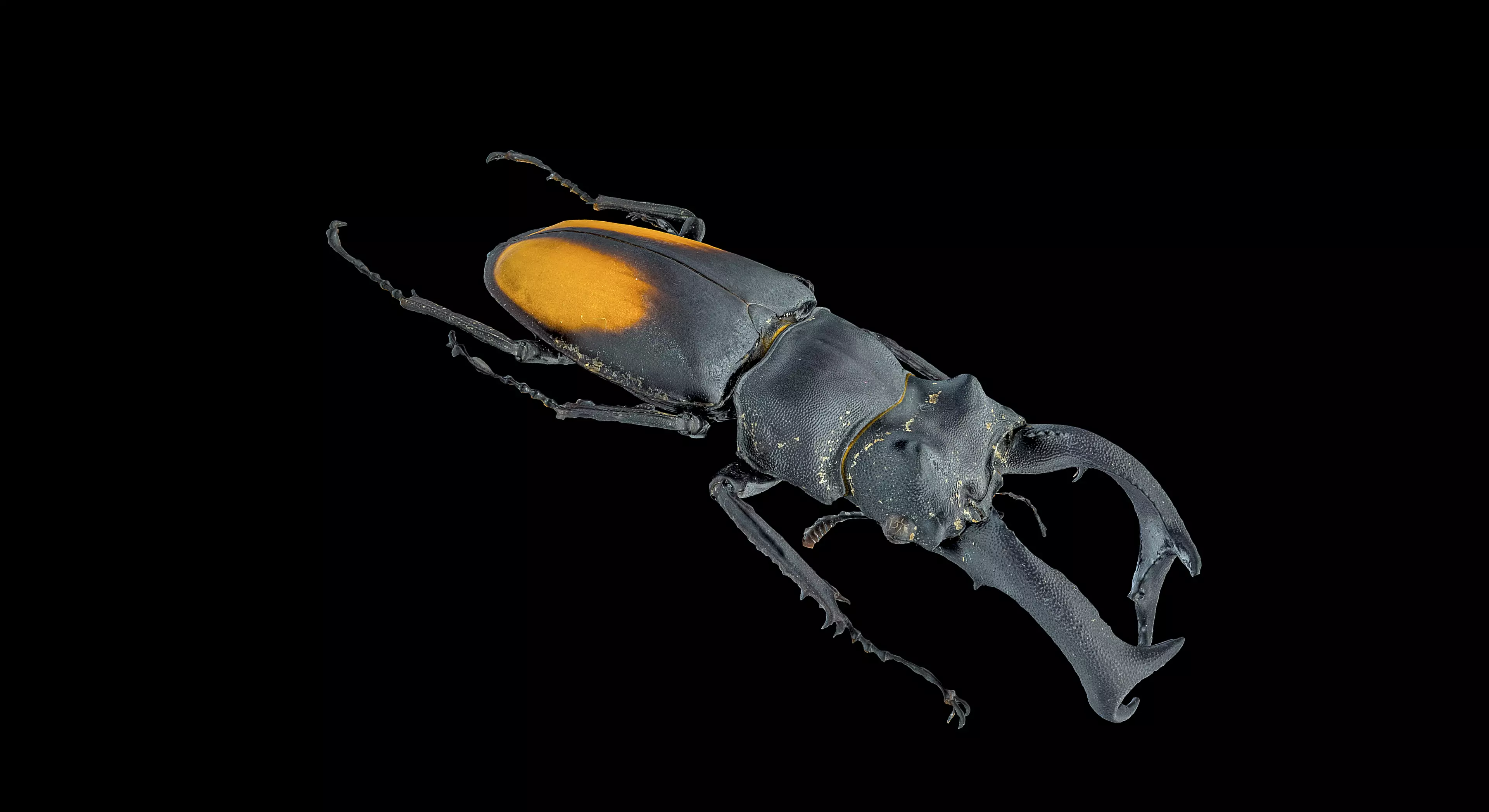 Hexarthrius Parryi Paradoxus Male - stag beetles 3D model