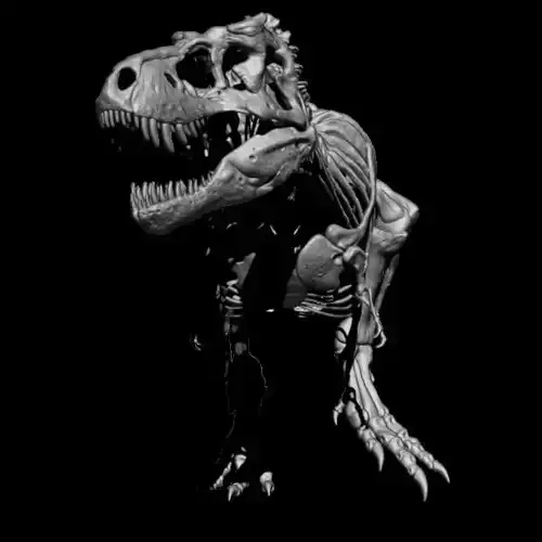 SKELETON TYRANNOSAURUS V2