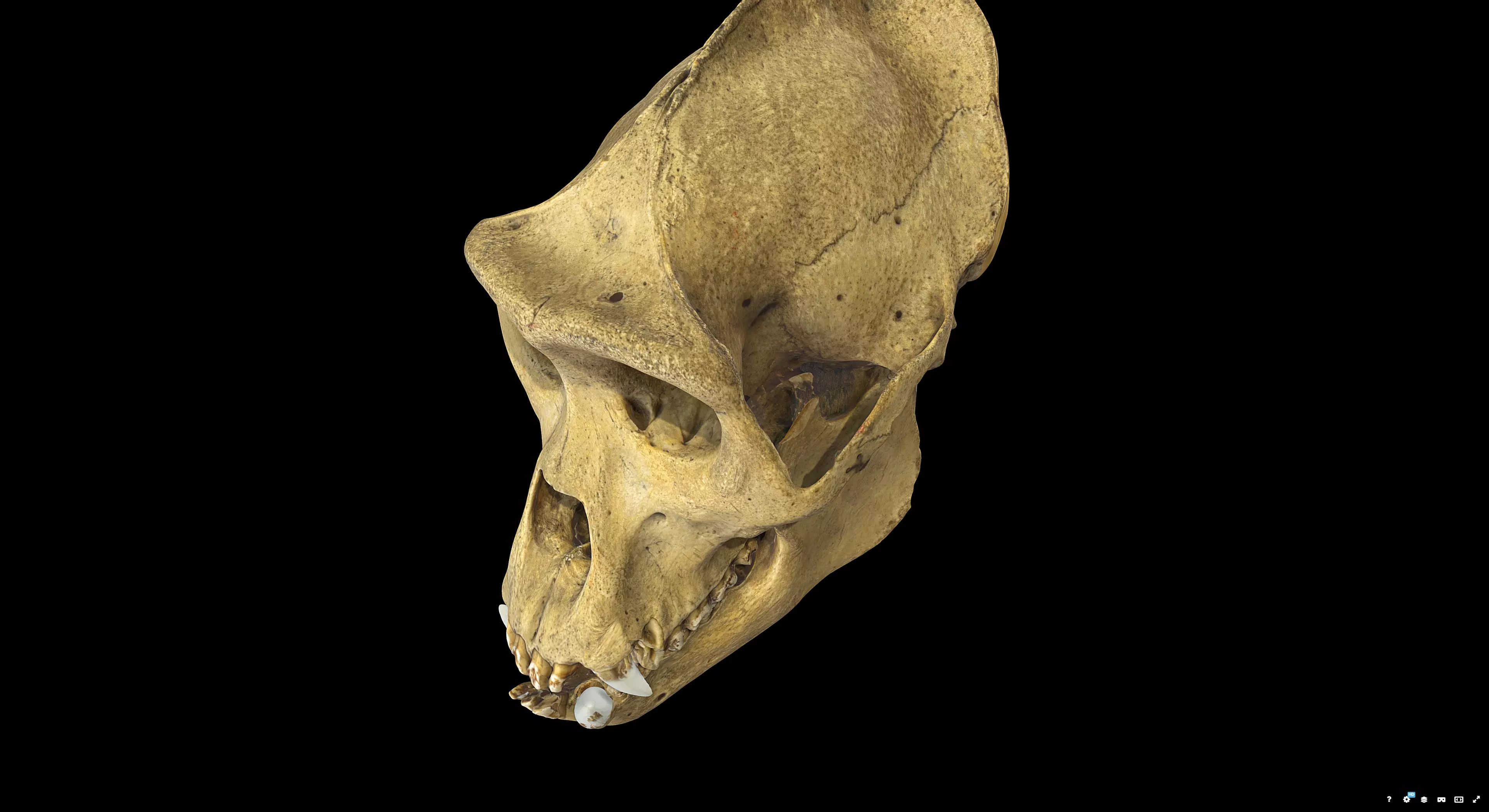 Gorilla Skull 3D model_5
