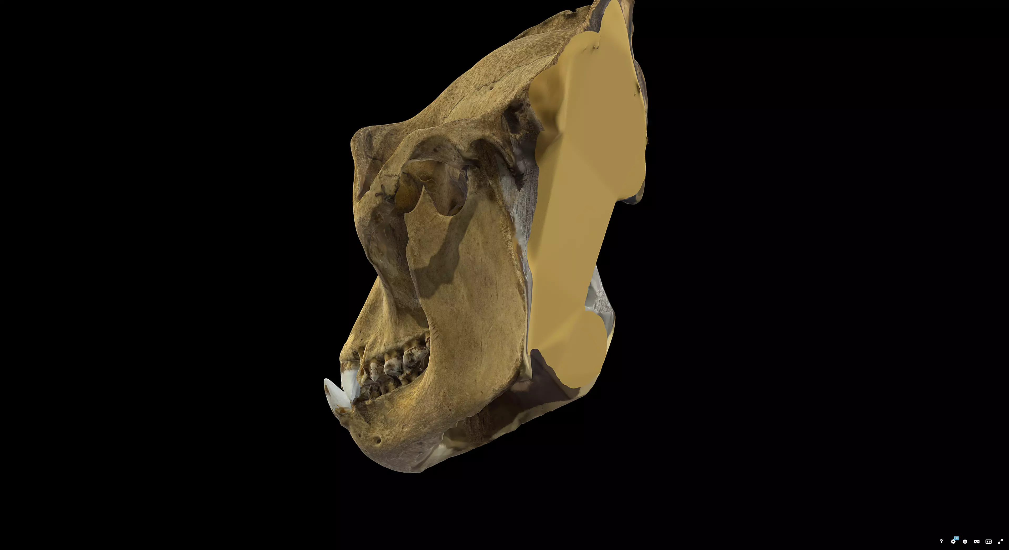 Gorilla Skull 3D model_2