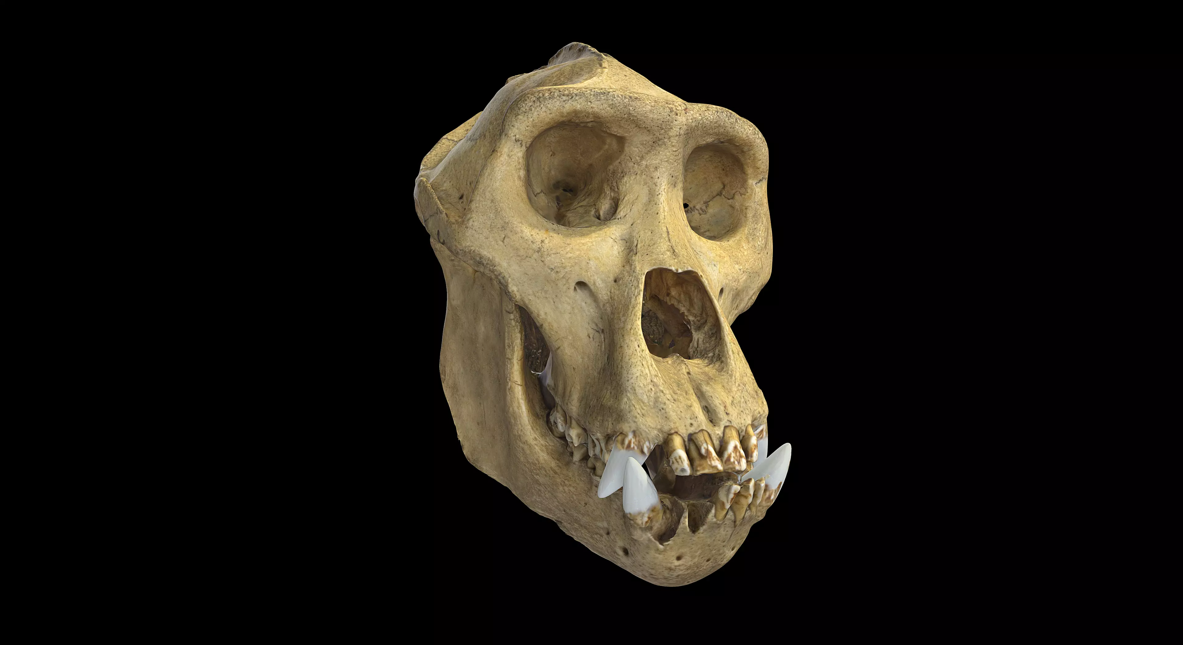Gorilla Skull 3D model_0
