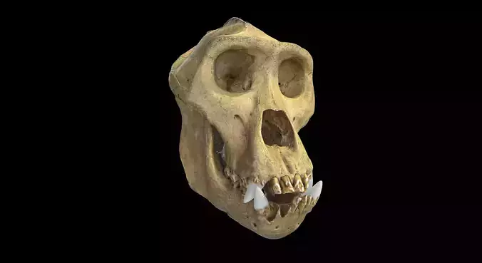 Gorilla Skull