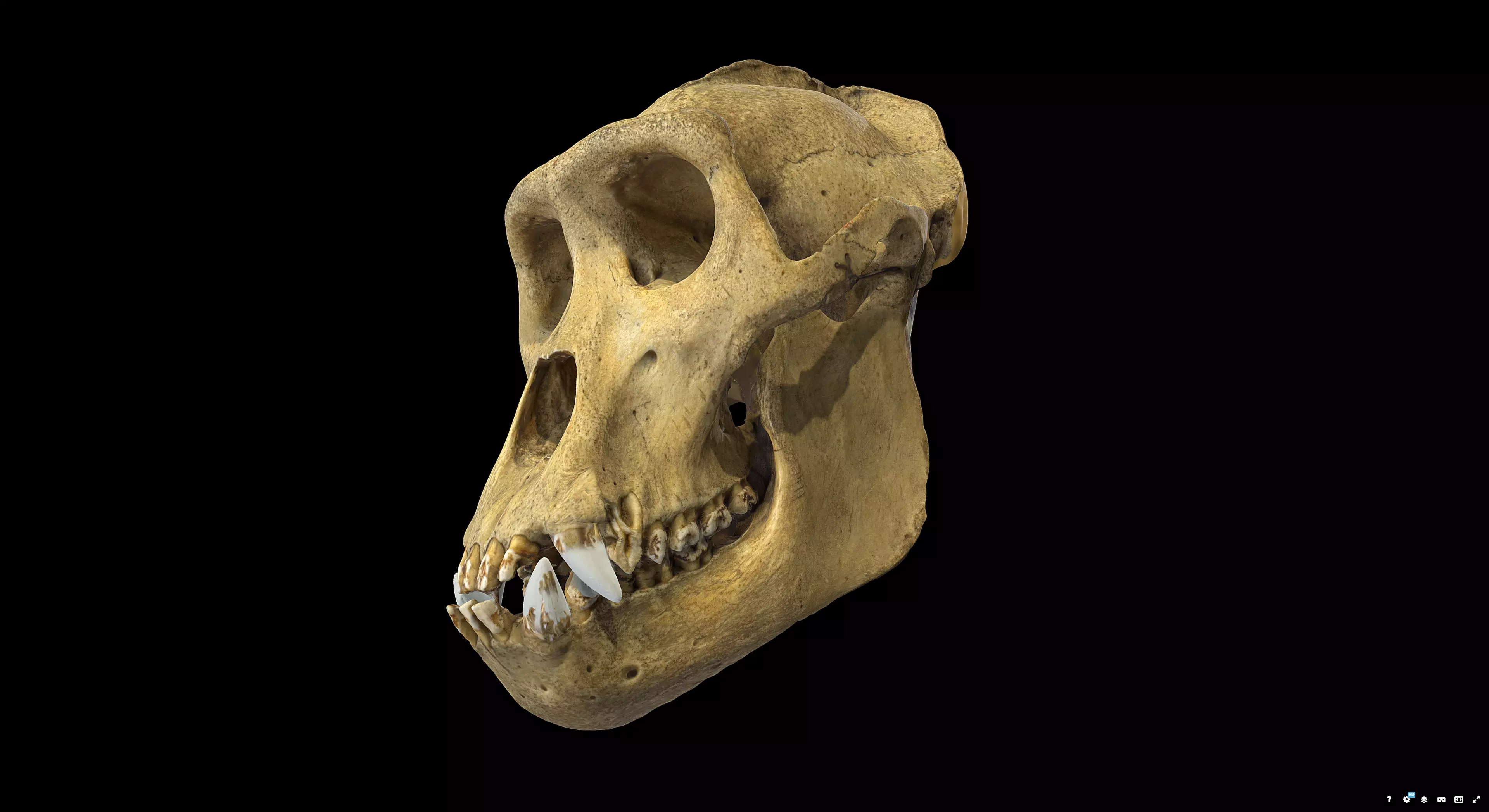 Gorilla Skull 3D model_3