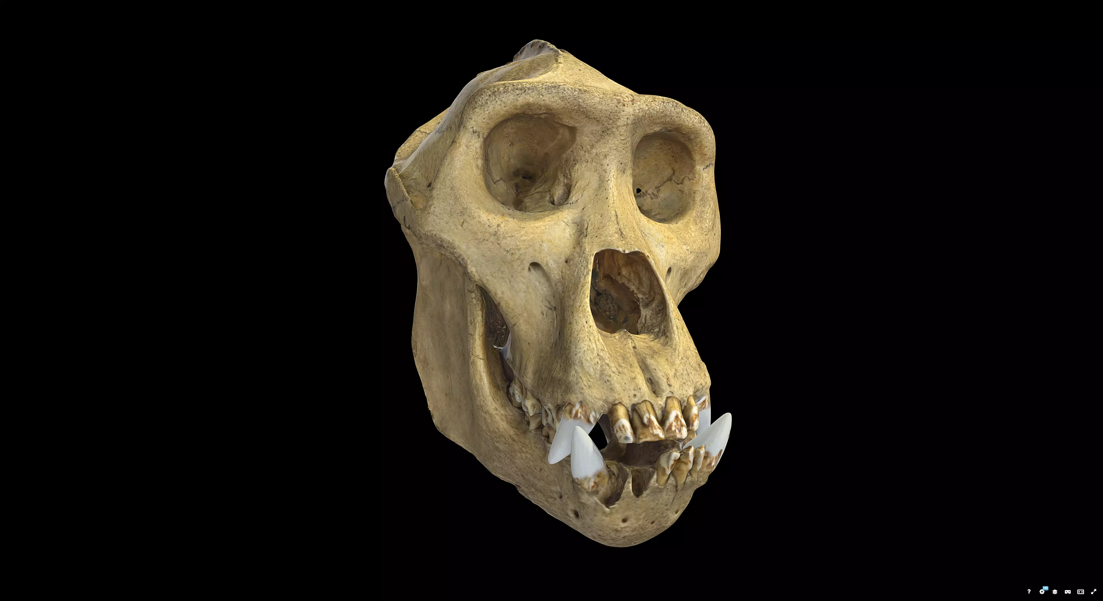 Gorilla Skull 3D model_4