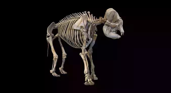 Elephant Skeleton - photogrammetry
