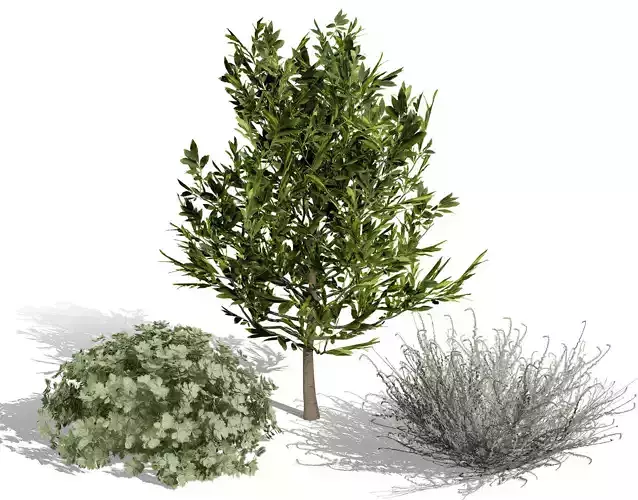 Moroccan Arid Flora Collection