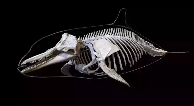 Dolphin Skeleton