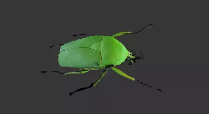 Dicronorhina Micans Male