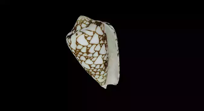 Conus Textile