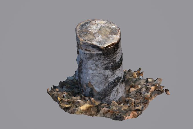 birch stump 3D model