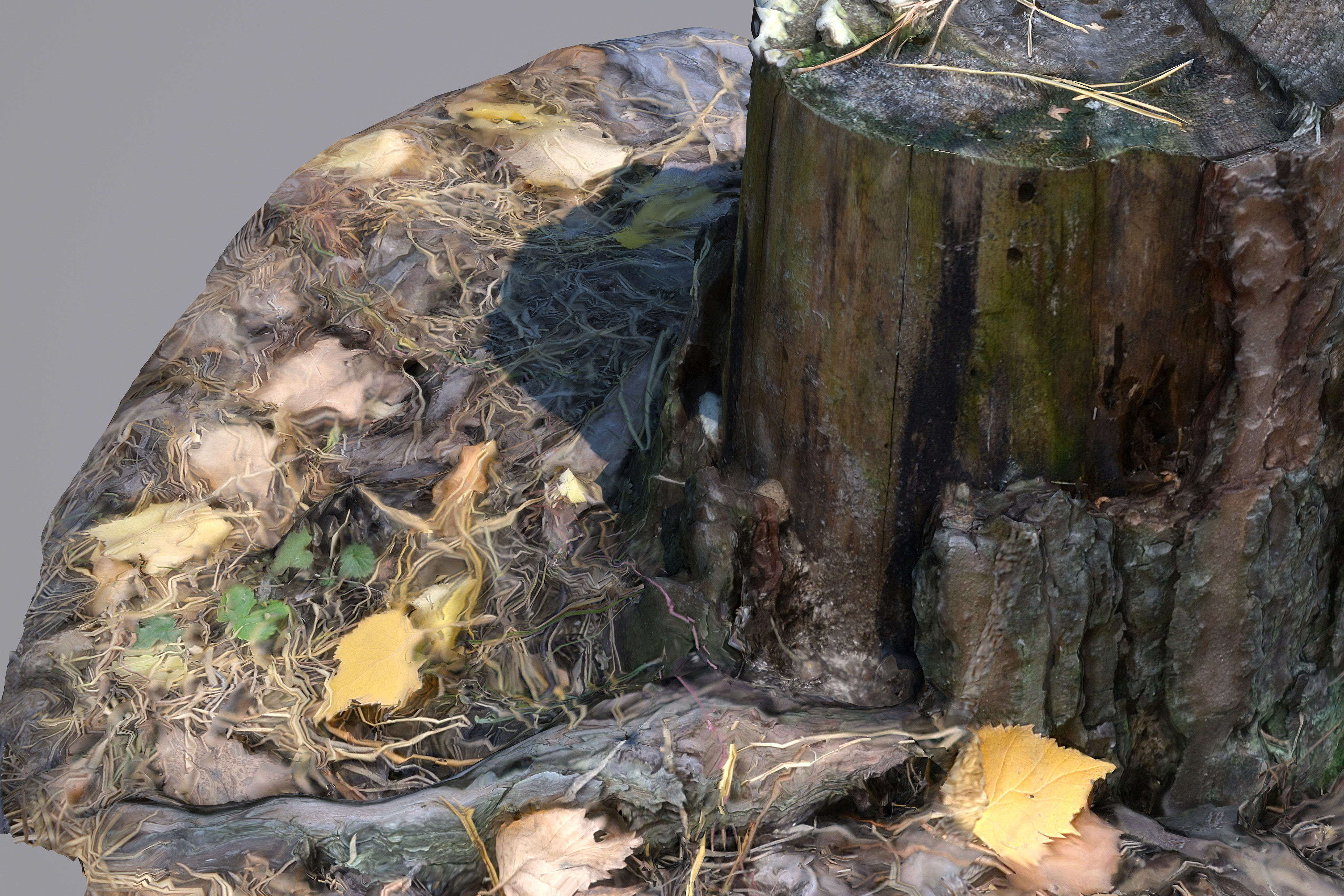 Stump 3D model_7
