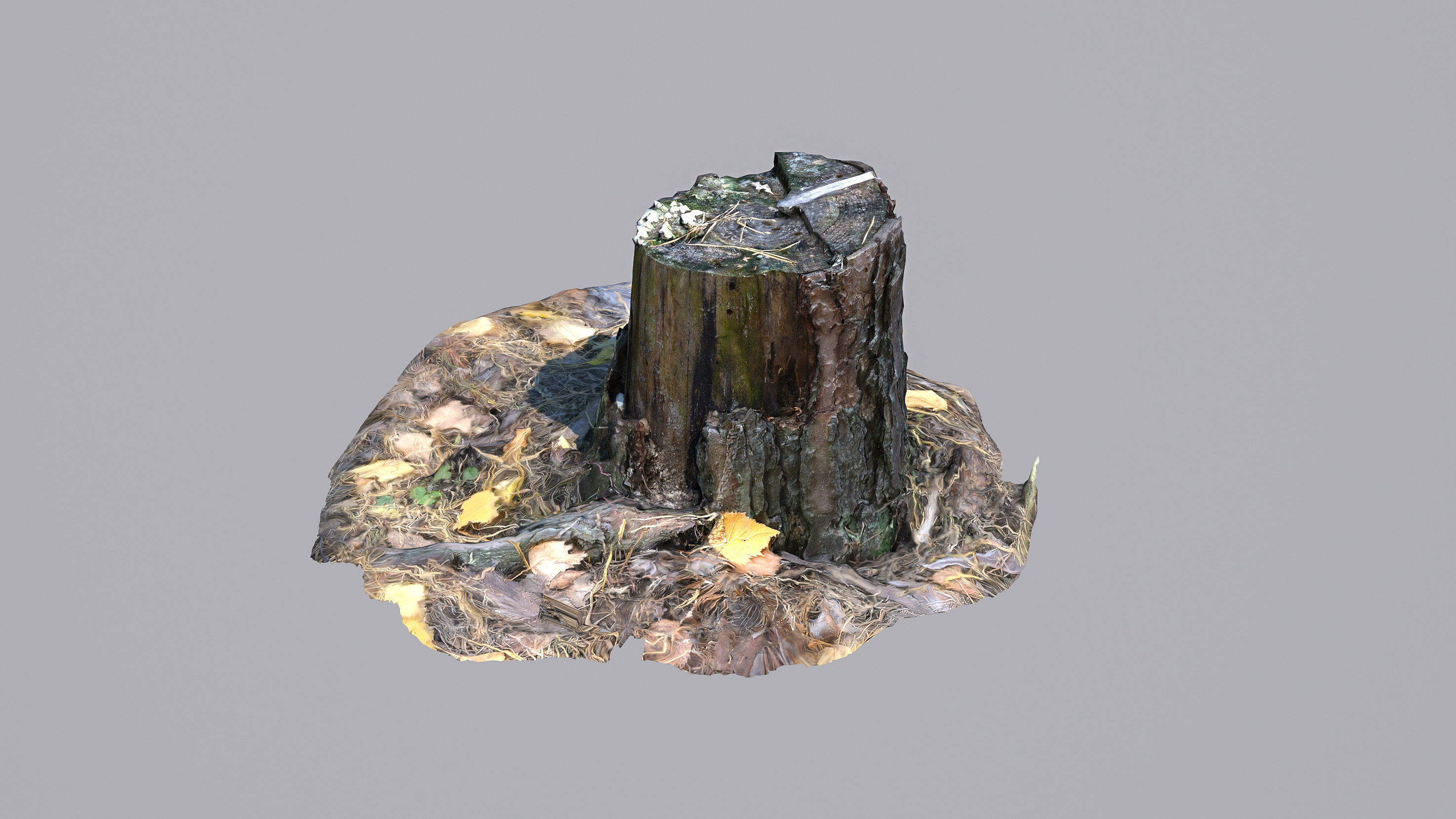 Stump 3D model_2
