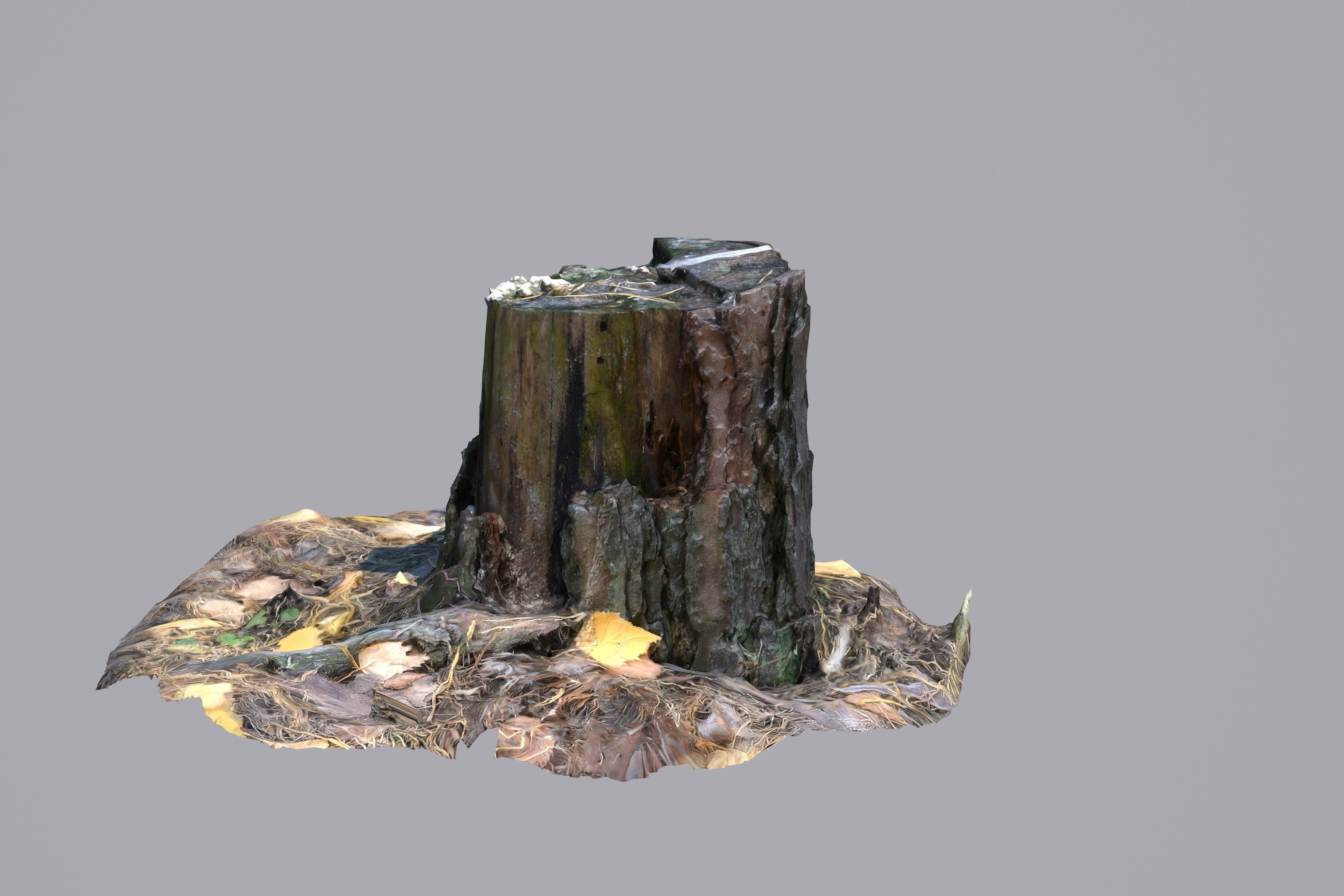 Stump 3D model_8