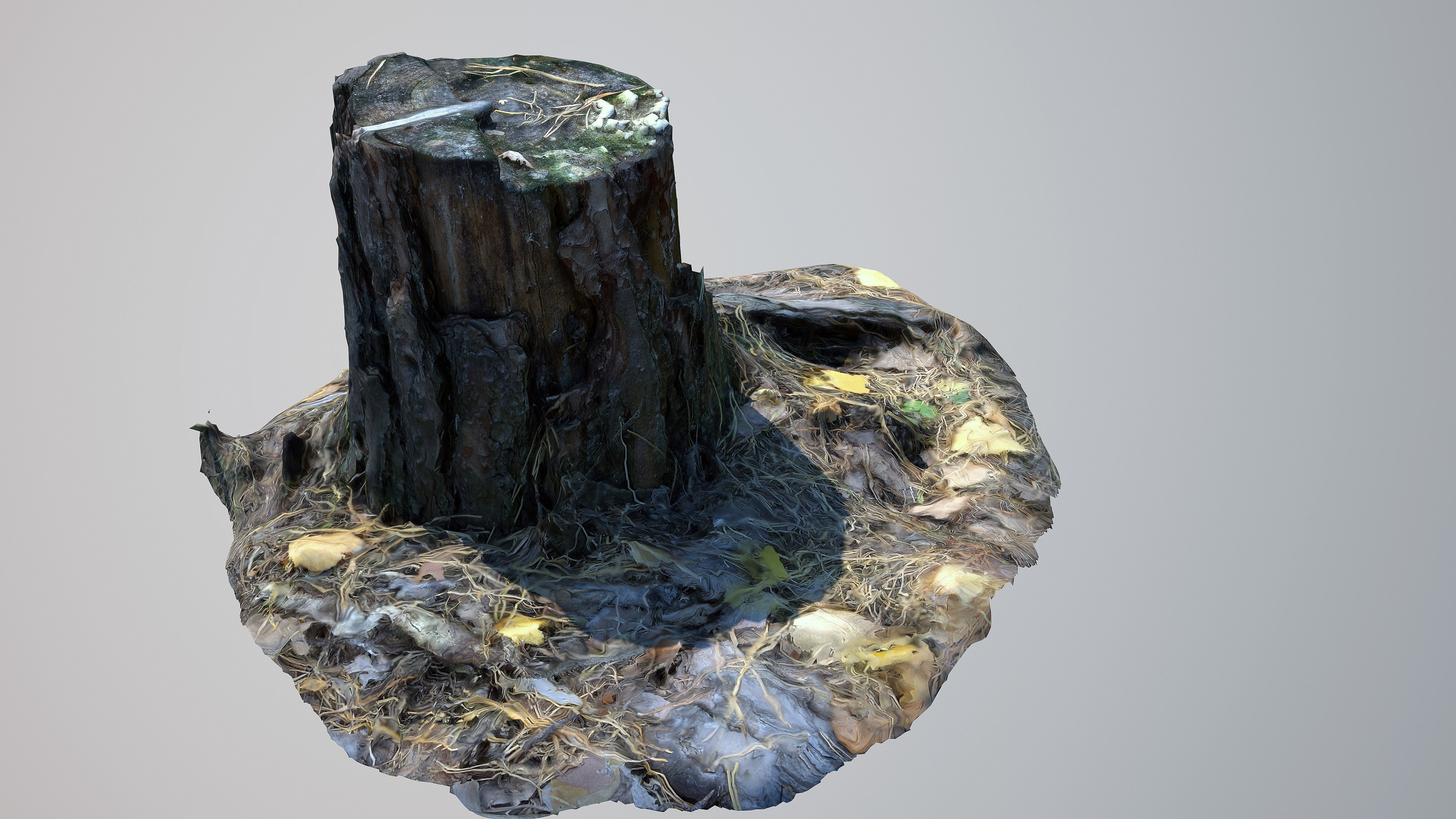 Stump 3D model_9