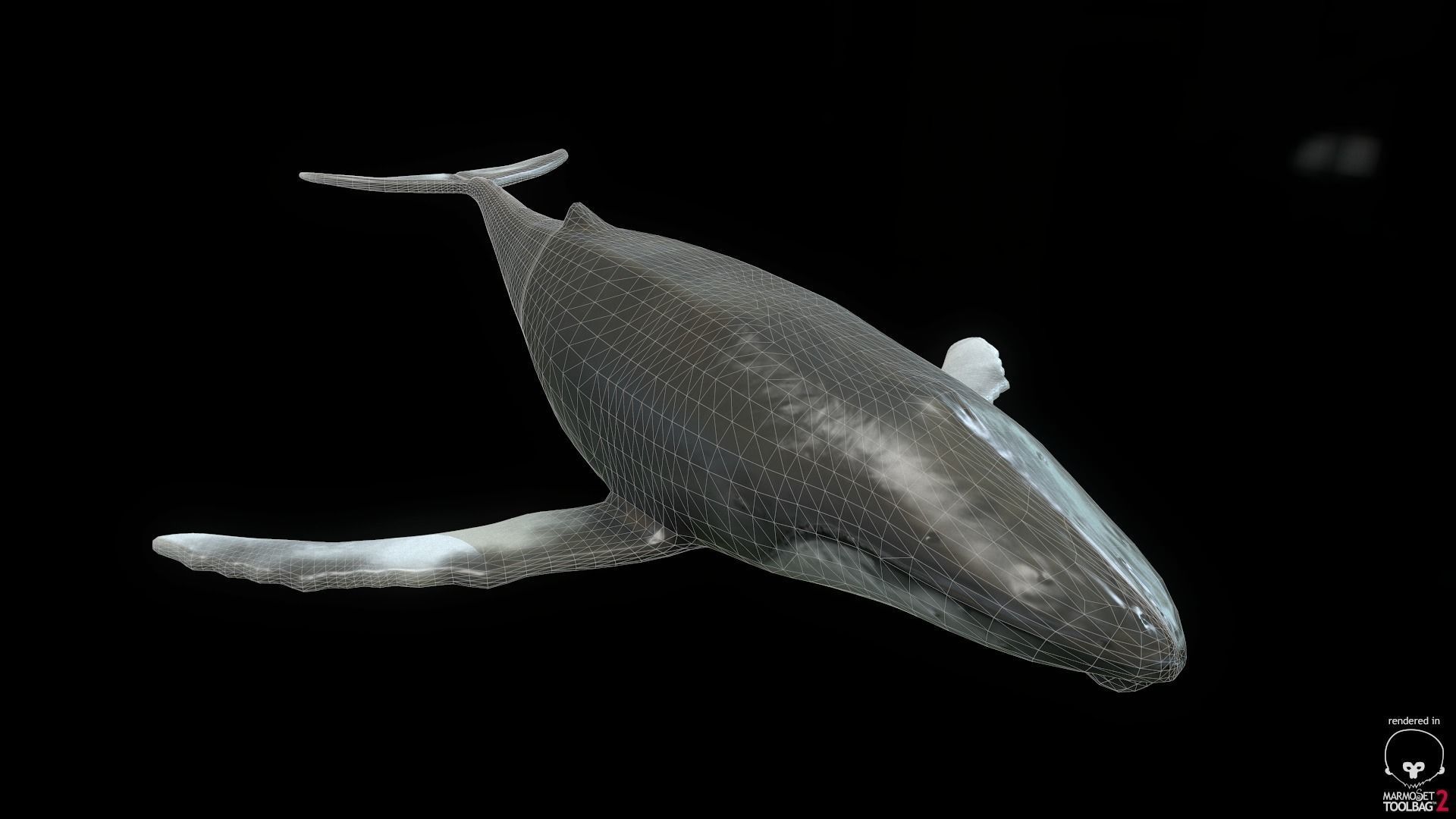 Rigged Humpback Whale Low-poly 3D model_3