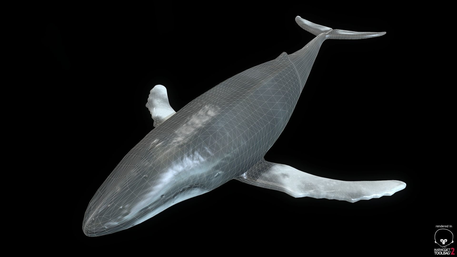 Rigged Humpback Whale Low-poly 3D model_1