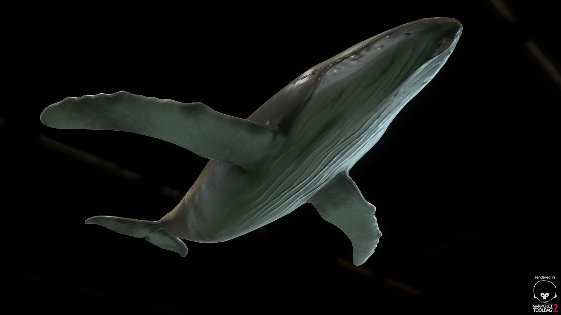 Rigged Humpback Whale Low-poly 3D model_8