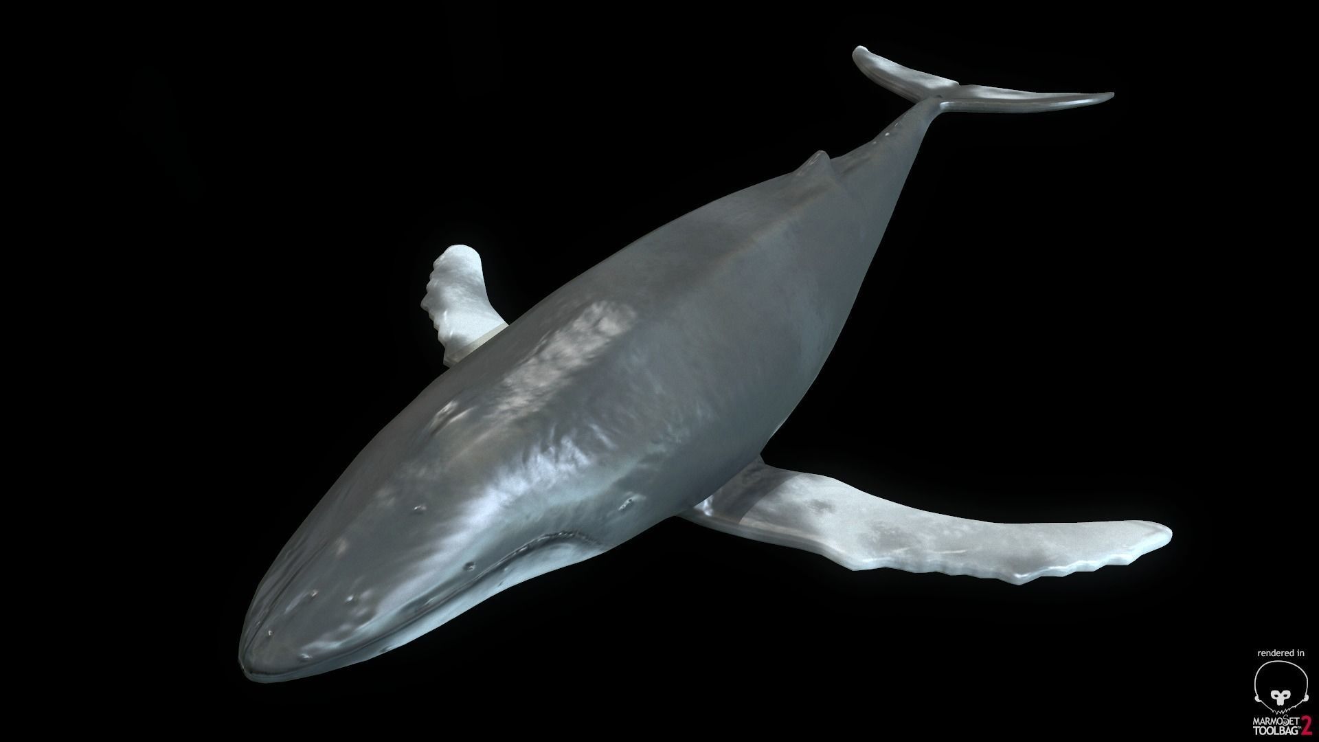 Rigged Humpback Whale Low-poly 3D model_0