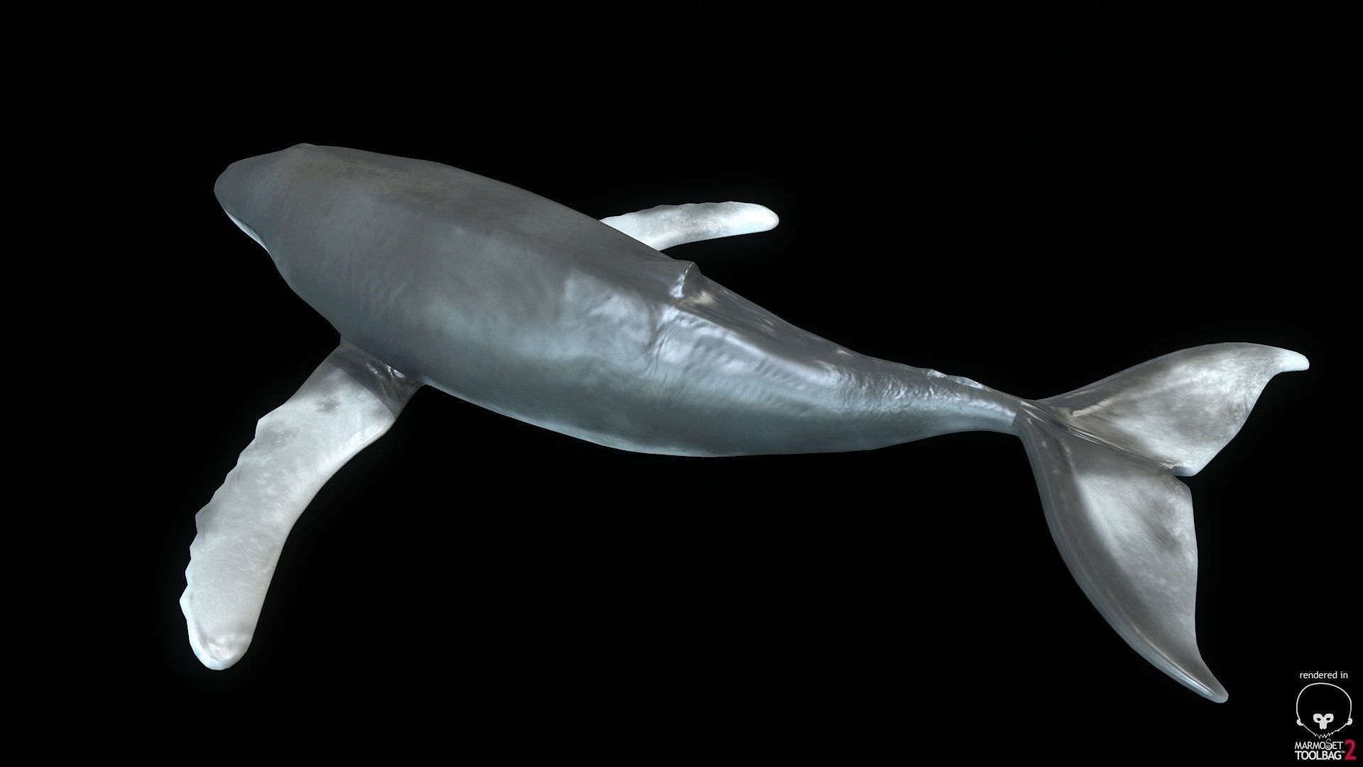 Rigged Humpback Whale Low-poly 3D model_10