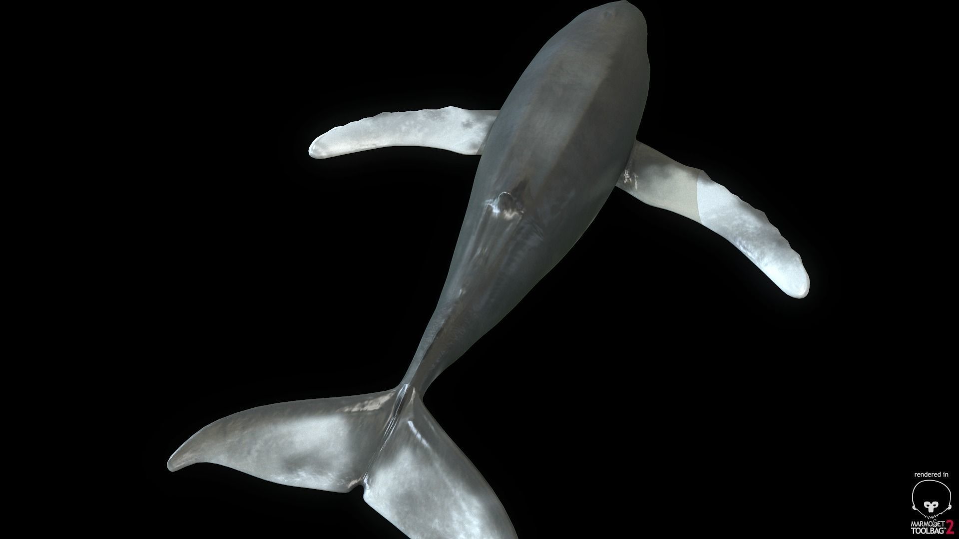 Rigged Humpback Whale Low-poly 3D model_4