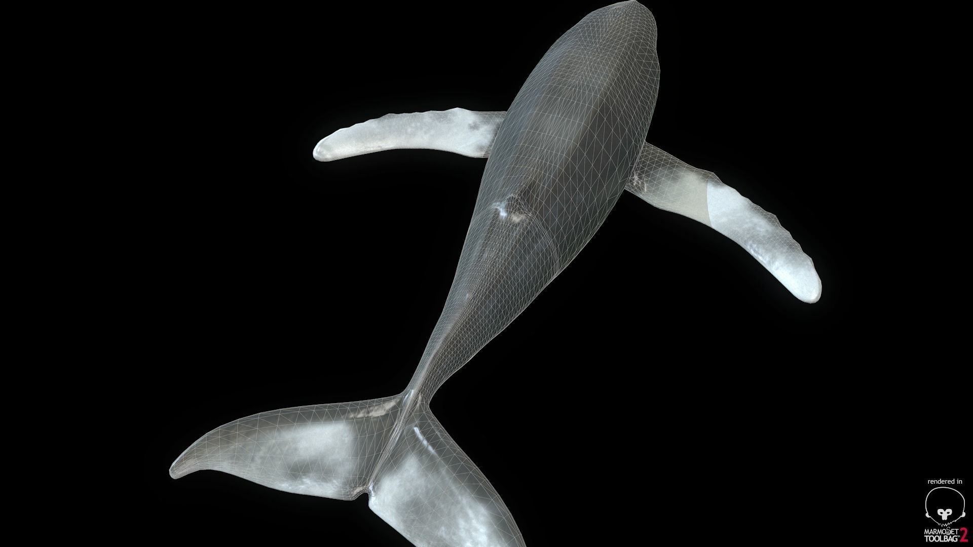 Rigged Humpback Whale Low-poly 3D model_5
