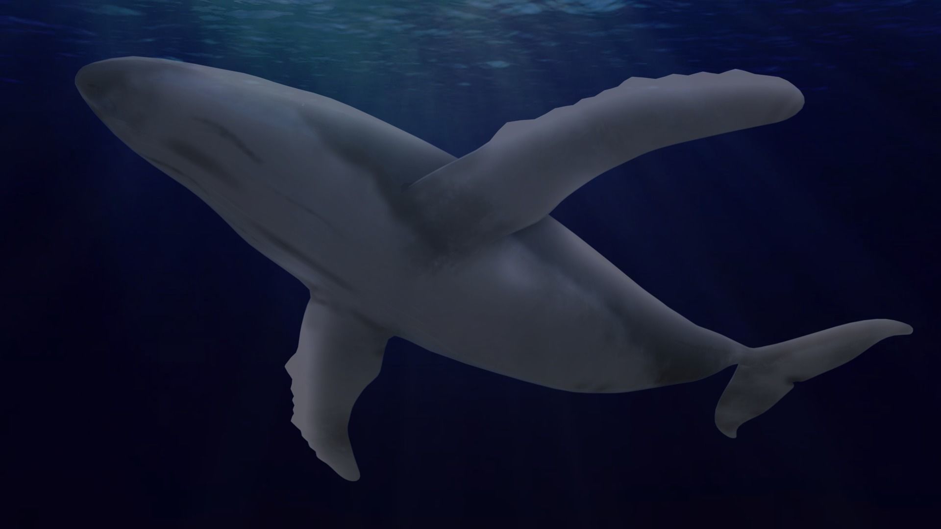 Rigged Humpback Whale Low-poly 3D model_15