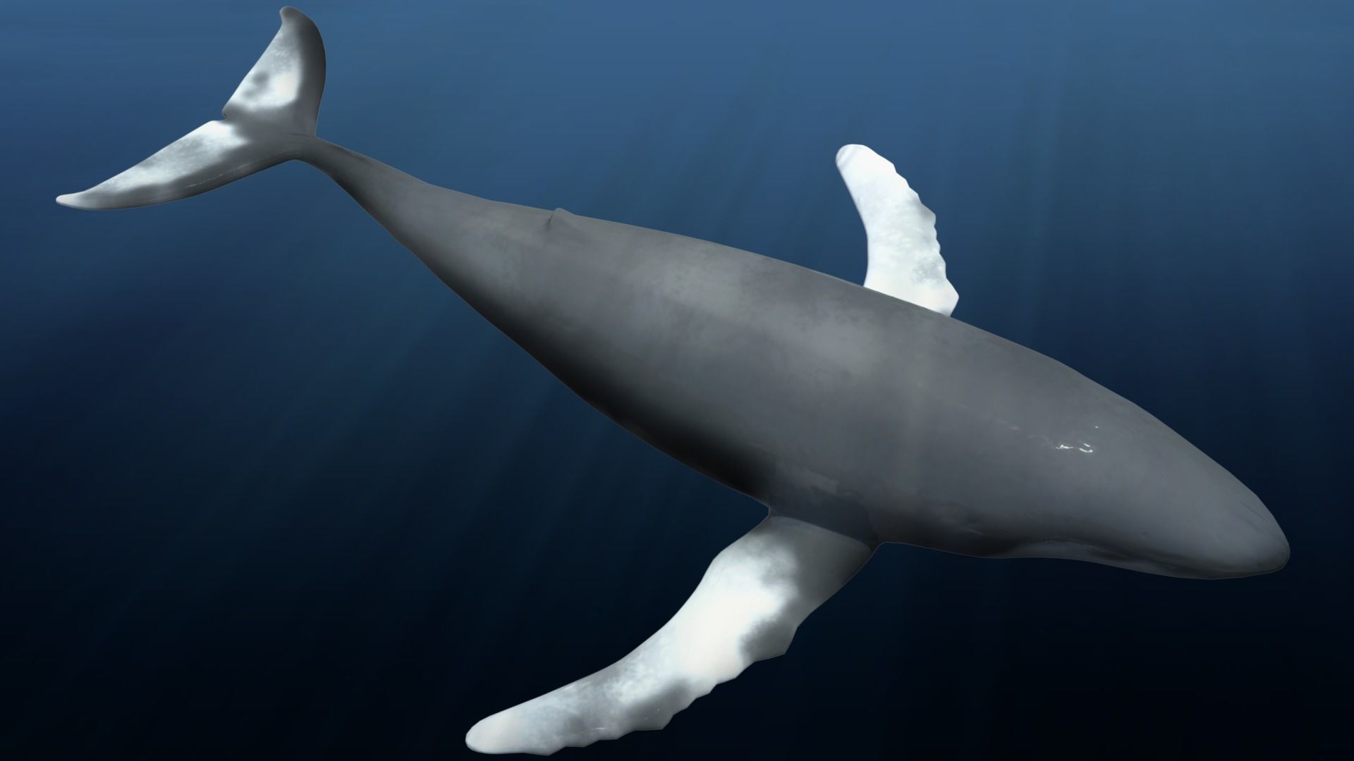 Rigged Humpback Whale Low-poly 3D model_16