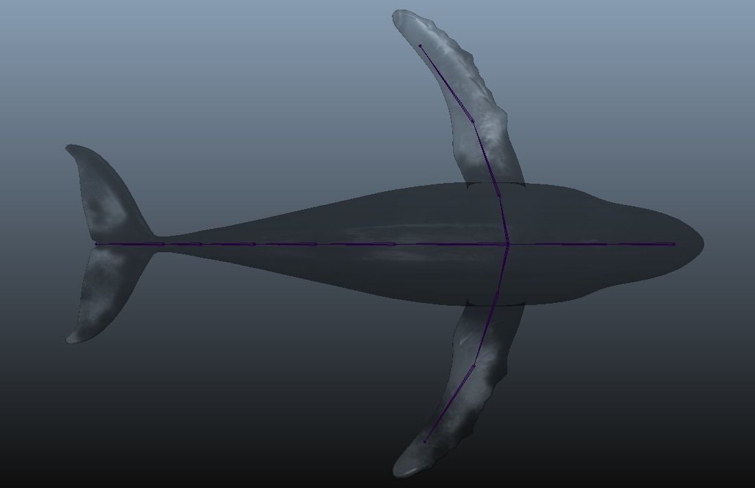 Rigged Humpback Whale Low-poly 3D model_12