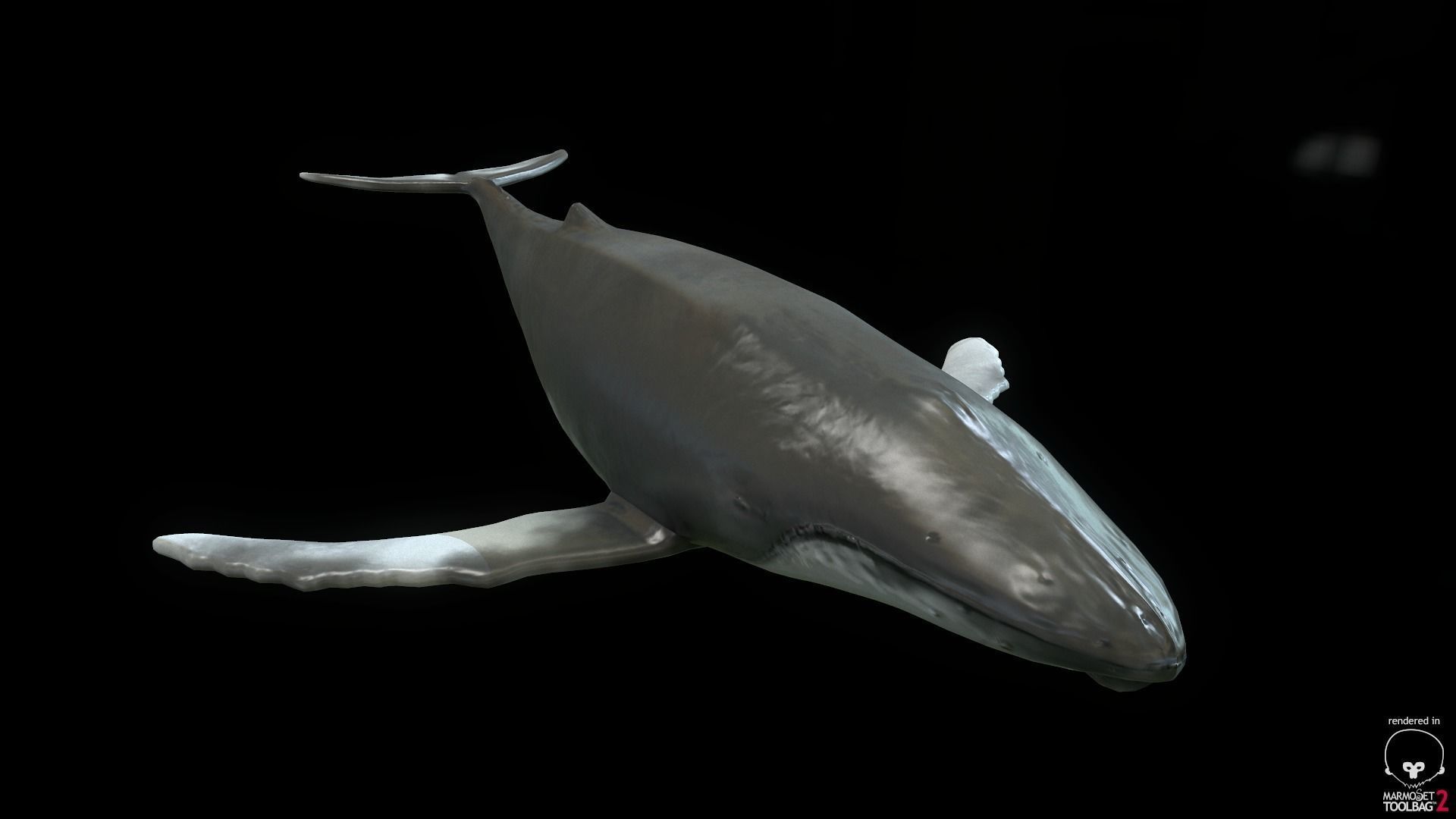 Rigged Humpback Whale Low-poly 3D model_2