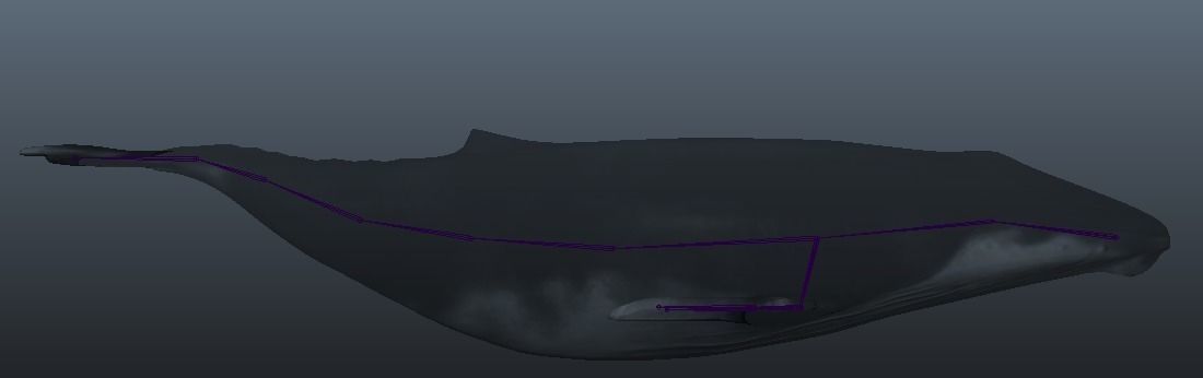 Rigged Humpback Whale Low-poly 3D model_13