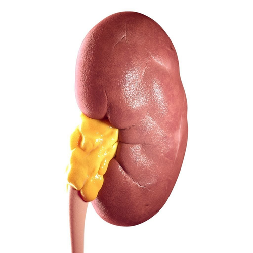 Realistic human kidney