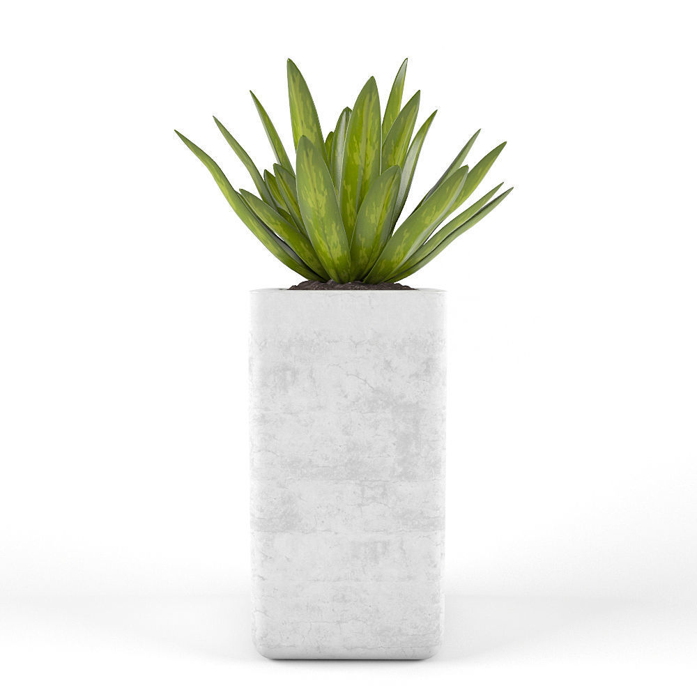 Tropics flowers - Set 1 Free 3D model_4