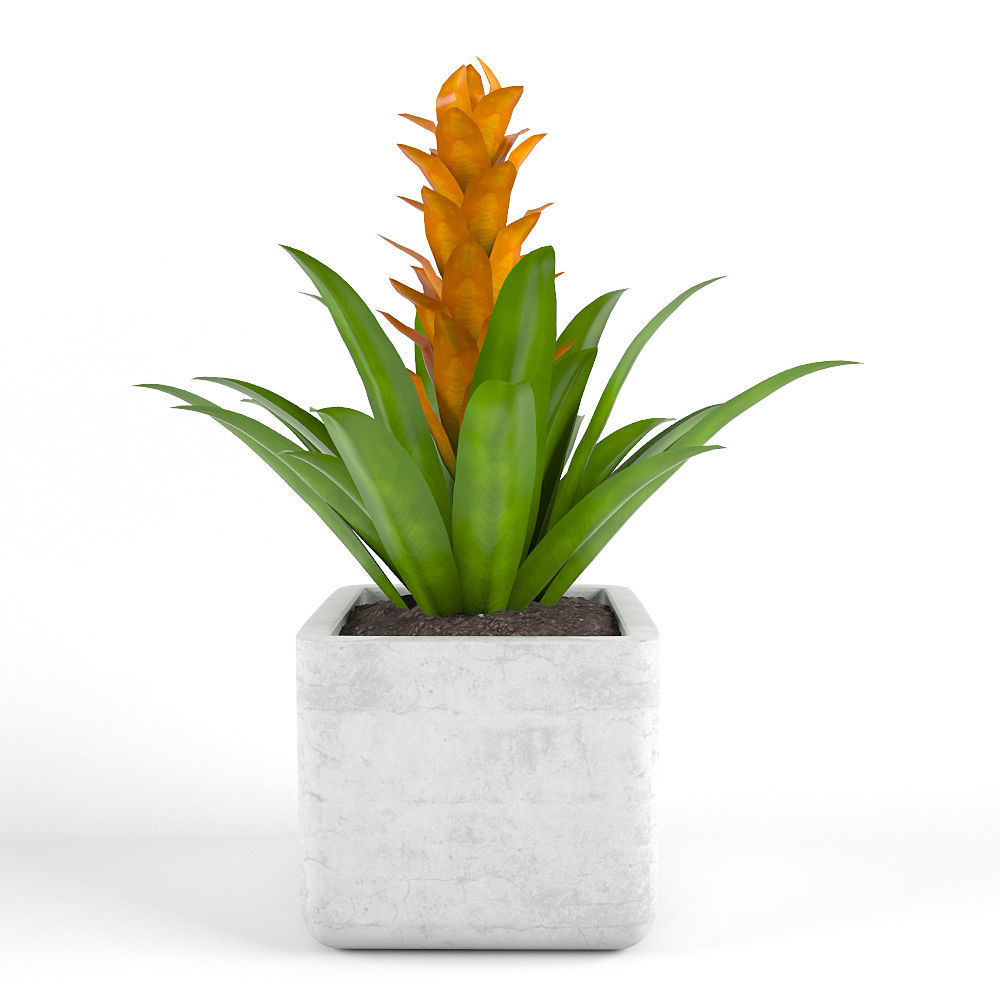 Tropics flowers - Set 1 Free 3D model_3