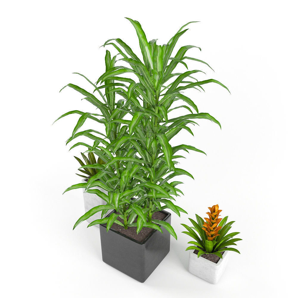 Tropics flowers - Set 1 Free 3D model_1