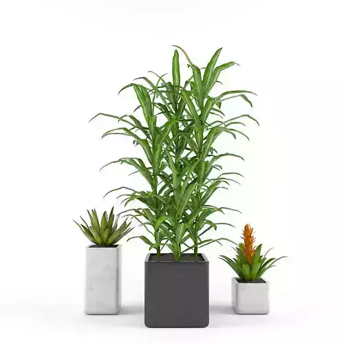 Tropics flowers - Set 1 Free 3D model