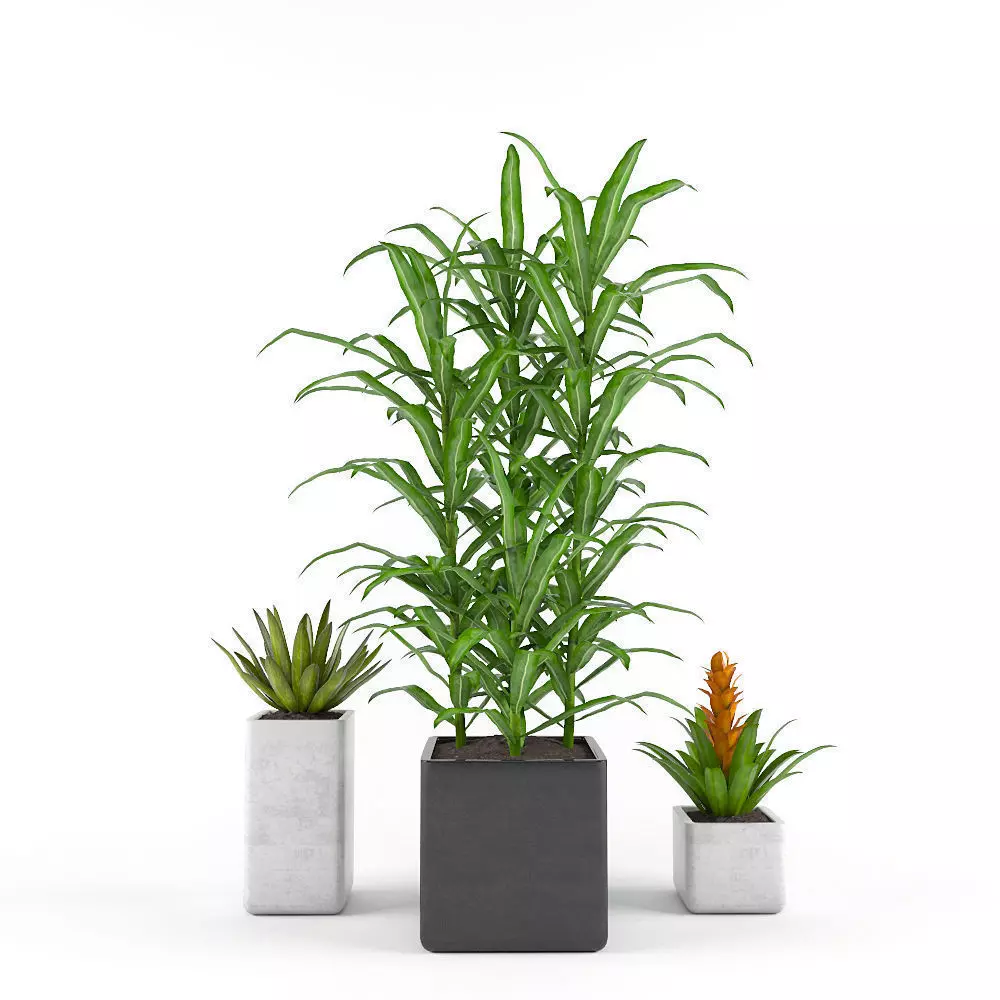 Tropics flowers - Set 1 Free 3D model_0