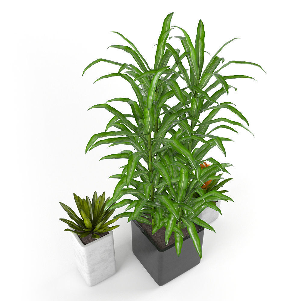 Tropics flowers - Set 1 Free 3D model_2