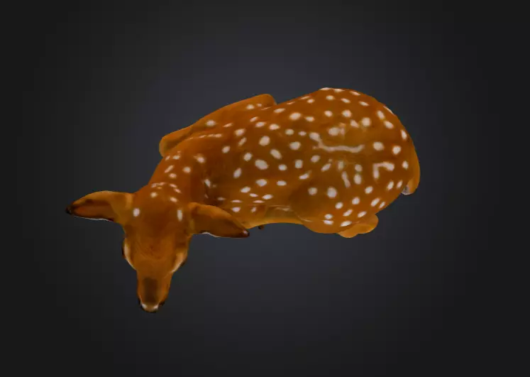 White Tailed Deer Spotted Fawn Realistic 3D model_14