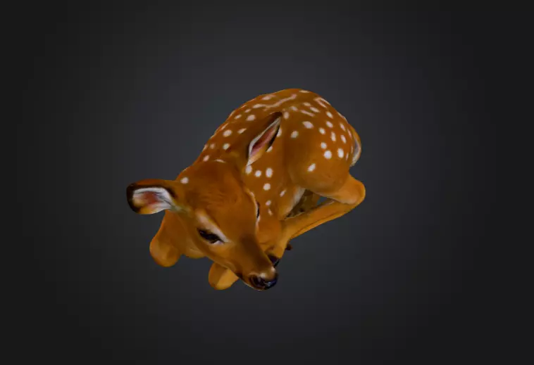 White Tailed Deer Spotted Fawn Realistic 3D model_12