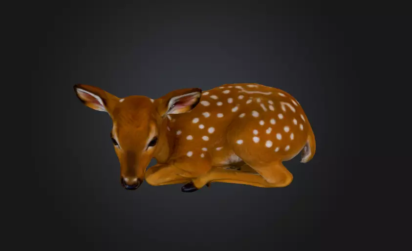White Tailed Deer Spotted Fawn Realistic 3D model_9