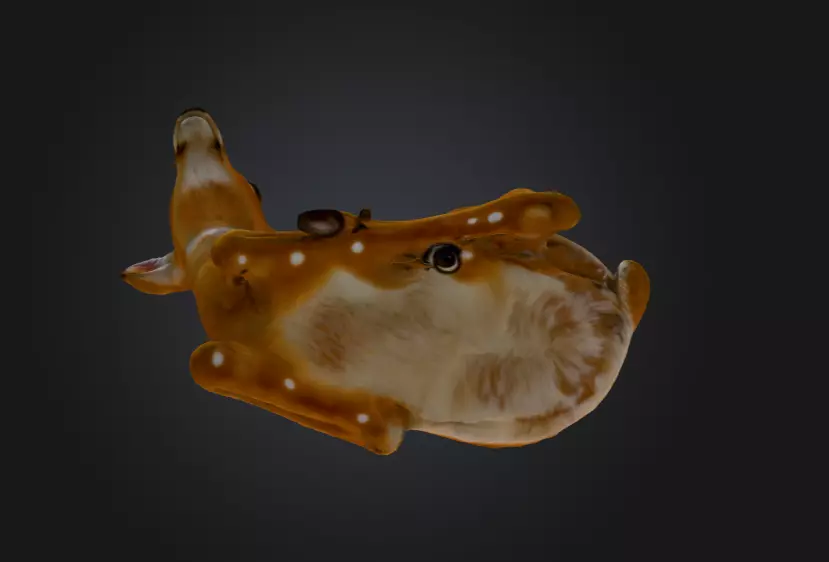 White Tailed Deer Spotted Fawn Realistic 3D model_16