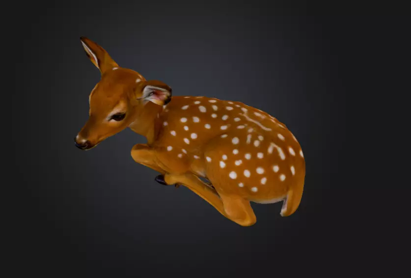 White Tailed Deer Spotted Fawn Realistic 3D model_11