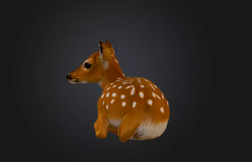 White Tailed Deer Spotted Fawn Realistic 3D model_7