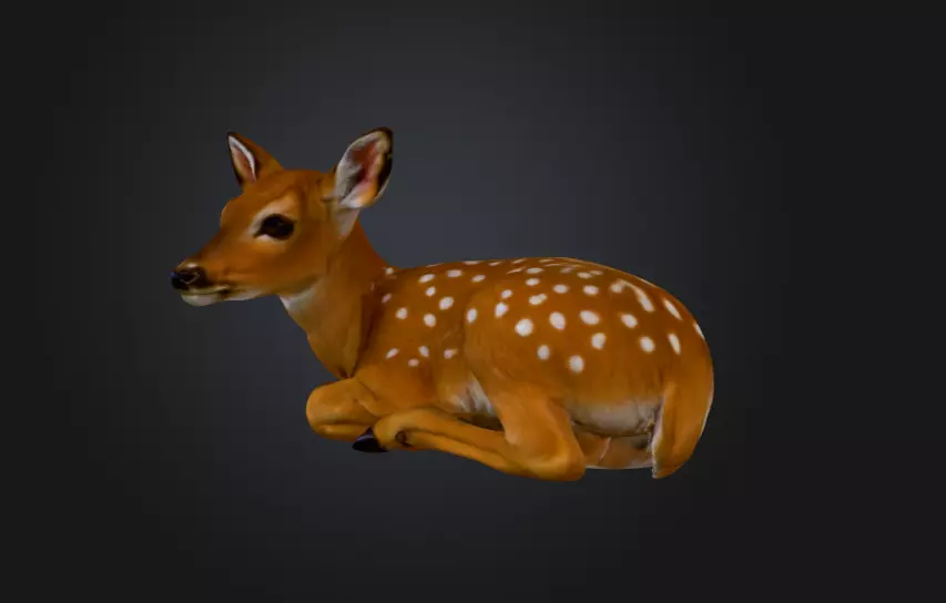 White Tailed Deer Spotted Fawn Realistic 3D model_8