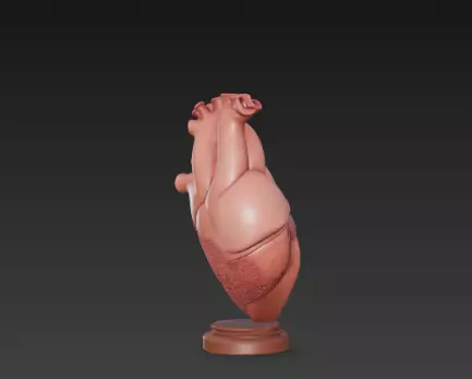 3D Human Heart Model Medical Health Concept 3D print model_2