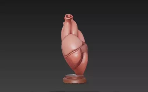 3D Human Heart Model Medical Health Concept 3D print model_1